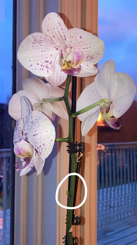 桃木枝哪裡買 good morning orchid